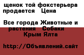 щенок той-фокстерьера продается › Цена ­ 25 000 - Все города Животные и растения » Собаки   . Крым,Ялта